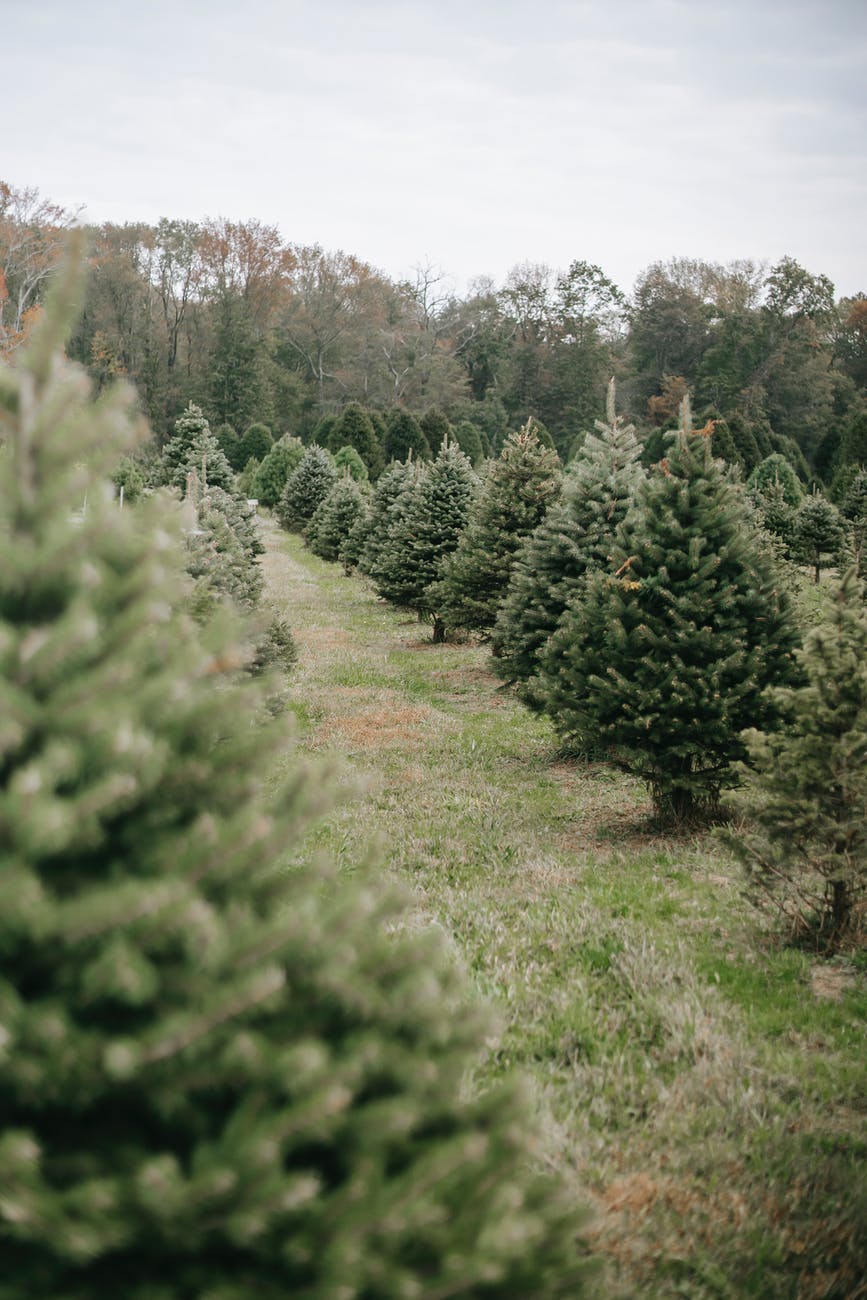 Does Your Christmas Tree Farm Ever Lose Money? Beware the IRS Hobby
