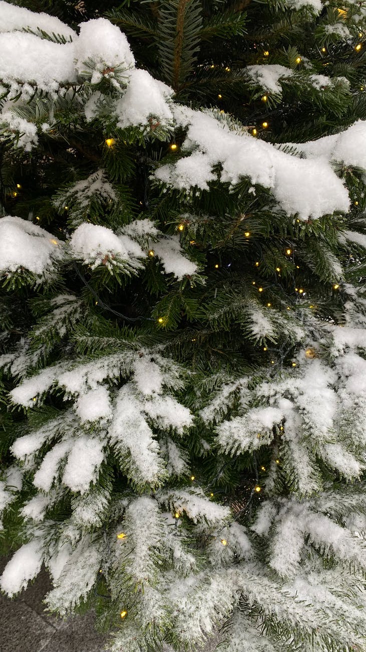 Q&A Christmas Tree Farm Tax Savings From Capital Gain Method Andrew